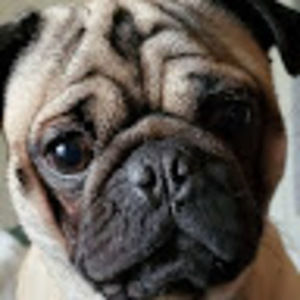 Meet your Posher, Diana